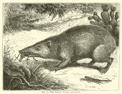 Tanrec, Centetes ecaudatus od English School