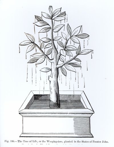 Strom života, neboli Plačící strom, zasazený ve státech Prester John, ilustrace z Vědy a literatury ve středověku a renesanci, napsal a vyryl Paul Lacroix, 187 od English School