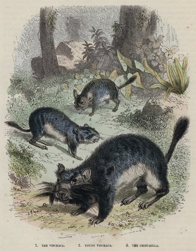 Vischaca, Mladá Vischaca, Činčila (barevné rytí) od English School
