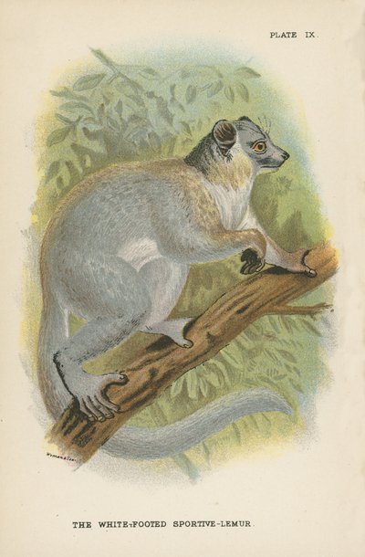 Sportive-lemur bělonohý od English School