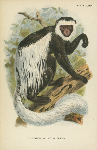 Gueréza běloocasá od English School