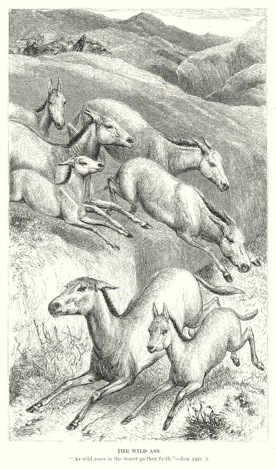 Divoký osel (rytina) od English School