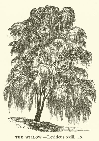 The Willow, Leviticus, xxiii, 40 (rytina) od English School