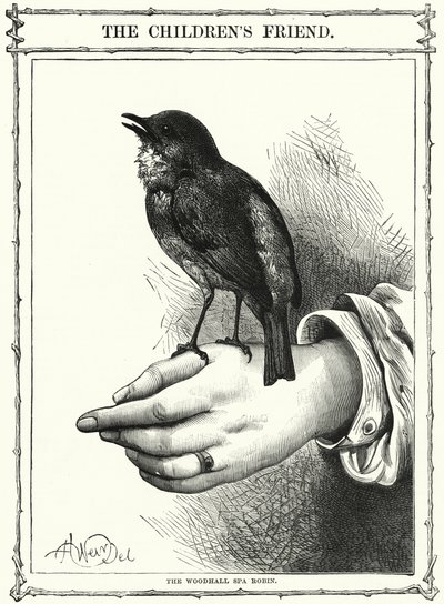 Robin z Woodhall Spa (rytina) od English School