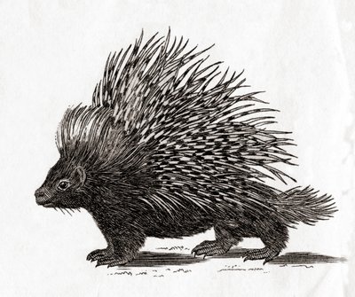 Dikobraz chocholatý (Hystrix cristata), z grafiky z 18. století (rytina) od English School