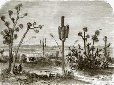 Obří cereus od English School