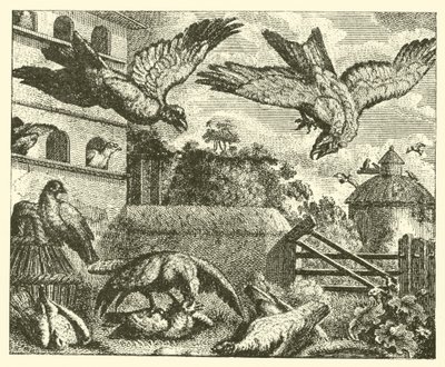 Drak a holubi (rytina) od English School