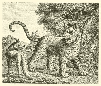 Leopard a liška (rytina) od English School