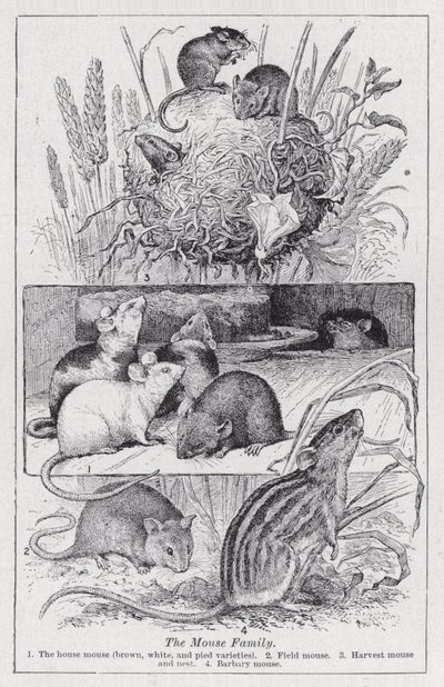 Myší rodina (litho) od English School