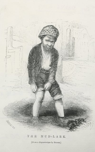 Skřivan bahenní od English School
