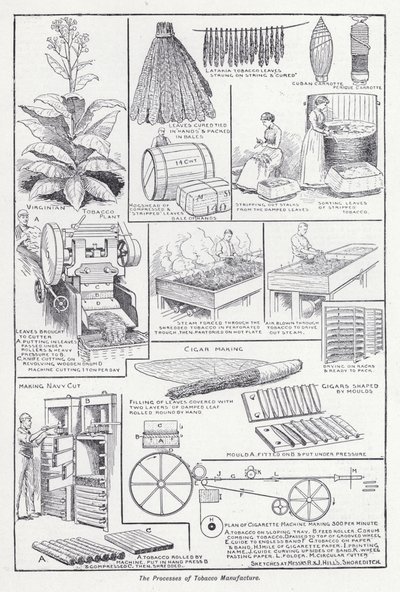 Proces výroby tabáku (litho) od English School