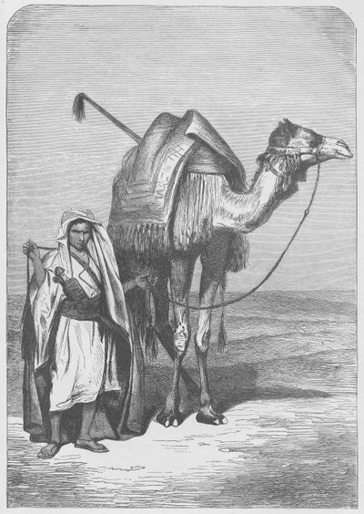 Velbloud od English School