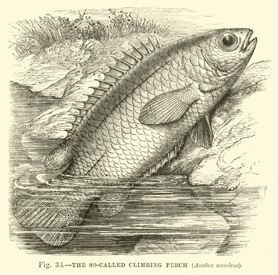 Takzvaný Climbing Perch, Anabas scandens od English School