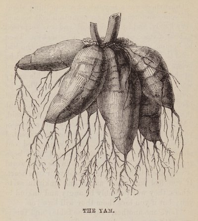 Yam (rytina) od English School