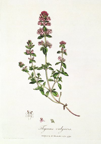 Tymián, Thymus vulgaris, publikoval Dr. Woodville od English School