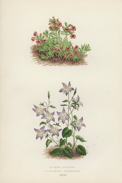 Thymus azureus; Campanula garganica (barevná litografie) od English School