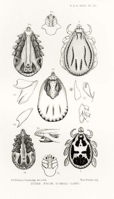 Ticks from Somali-Land, ilustrace z The Hope Reports, Vol. II, 1897-1900., editoval Edward B. Poulton, Oxford, 1901 od English School