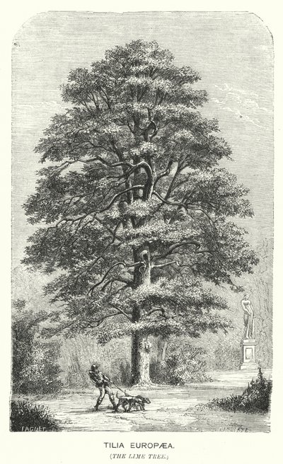 Tilia Europaea, Lípa (rytina) od English School