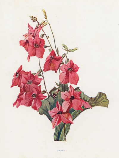Tabák (barevná litografie) od English School