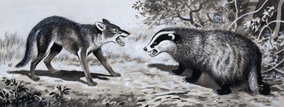 Zub a dráp: Zvířata v boji od English School