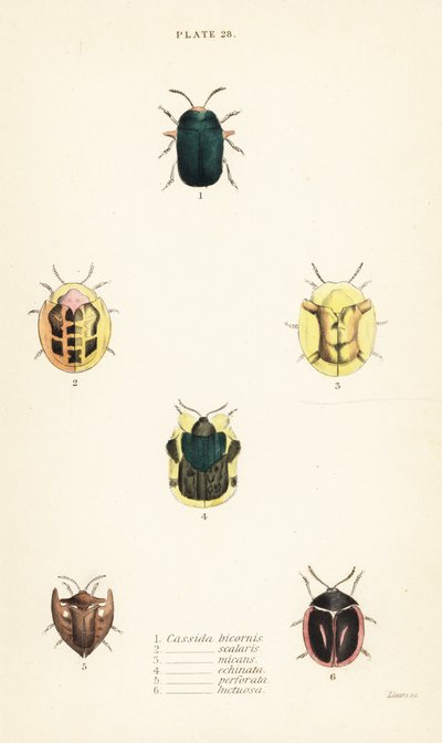 Želví brouci: Omocerus bicornis 1, Cassida scalaris 2 od English School