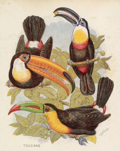 Tukani (barevná litografie) od English School