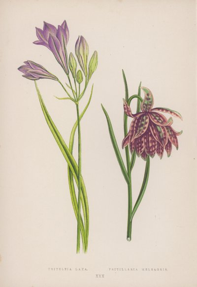 Triteleia Laxa; Fritillaria Meleagris (barva lito) od English School