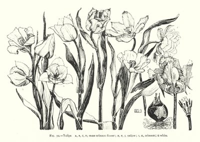 tulipány; stejný karmínový květ; žlutá; karmínový; bílá (rytina) od English School
