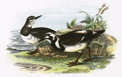 Turnstone od English School
