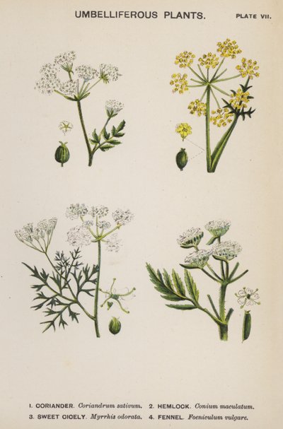 Umbelliferous Plants (colour litho)   1418264   cs       czech Successfully Translated  Original: Eger. 2854. f.14v-15 Hemispheric map of the old World, from Europe and Africa to India; showing the divisions of Ptolemy, c.1540 (vellum) Translat: Eger. 2854 od English School