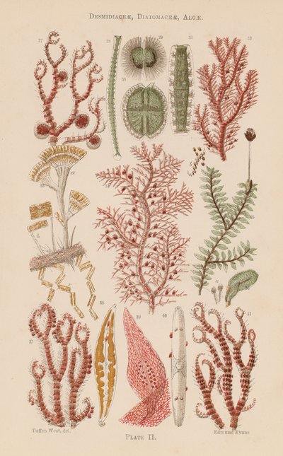 Pod drobnohledem: (barevná litografie), Diatomaceae, Řasy (barevná litografie) od English School
