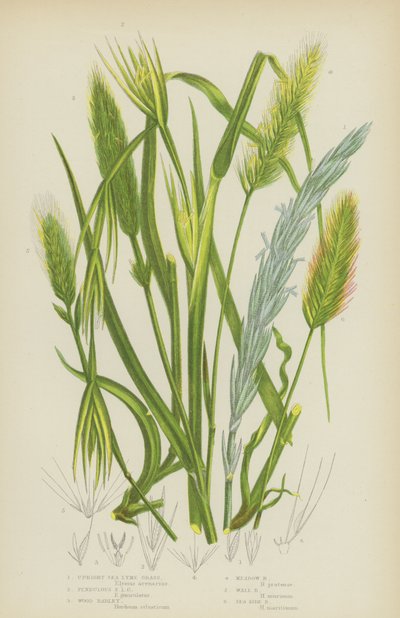 Lymeská lymeská tráva vzpřímená, visutá mořská lymeská tráva, ječmen lesní, ječmen luční, ječmen zední, ječmen mořský (barevný litho) od English School
