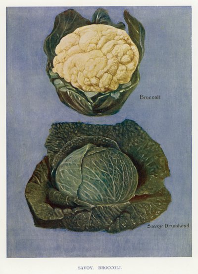 Průvodce pěstitele zeleniny: Savoy, Brokolice (barva litho) od English School