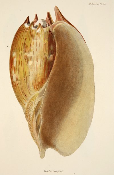Veluta Georgina, z The Mollusca a Radiata, hospoda. 1833 (ručně kolorovaná rytina) od English School