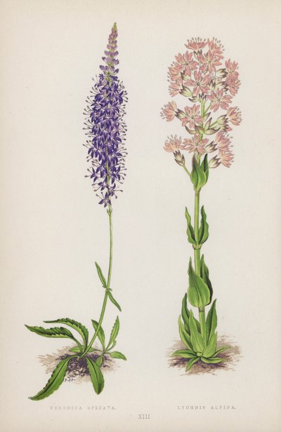 Veronica Spicata; Lychnis Alpina (barevné lito) od English School