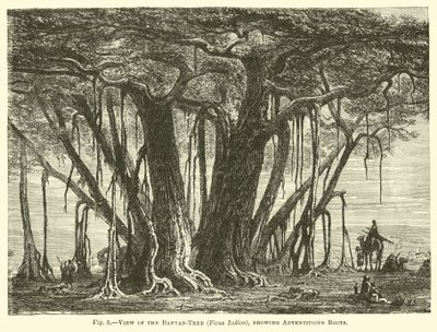 Pohled na Banyan-Tree (Ficus Indica), ukazující adventitious Roots od English School