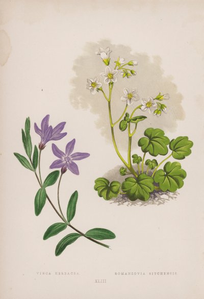 Vinca Herbacea; Romanzovia Sitchensis (barevné lito) od English School