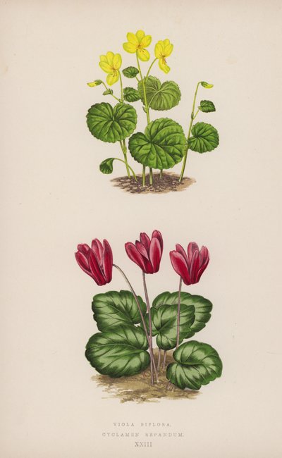Viola Biflora; Cyclamen Repandum (barva litho) od English School