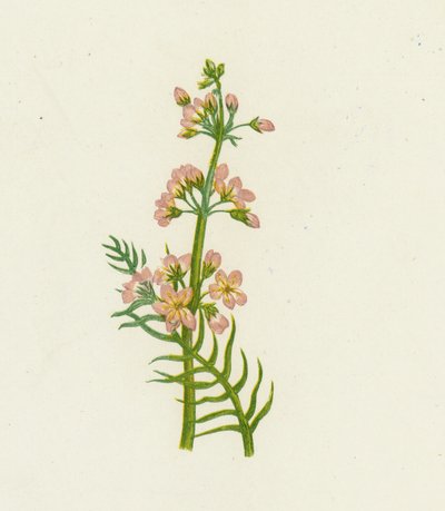 Vodní fialka, Hottonia Palustris od English School
