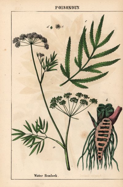 Vodní jedlovec zobrazující listy, kořenovou strukturu a květy. Cicuta virosa   , z „Poučné obrázkové knihy aneb lekce ze světa zeleniny“, [Charlotte Mary Yonge], Edinburgh od English School