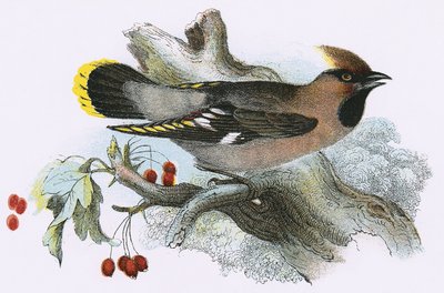 Waxwing od English School