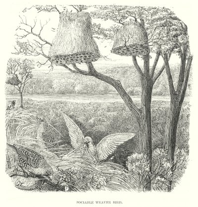 Ptáci tkalci (rytina) od English School