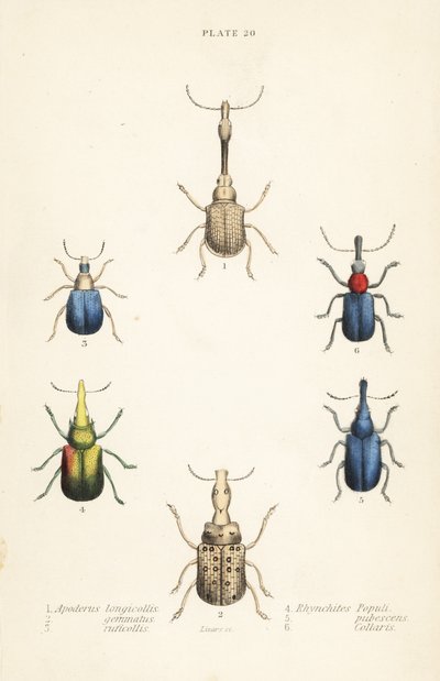 Nosatci: Attelabus longicollis 1, Attelabus gematus 2, Attelabus ruficollis 3, Byctiscus populi 4, Rhycnhites pubescens 5 a Rhynchites collaris 6 od English School