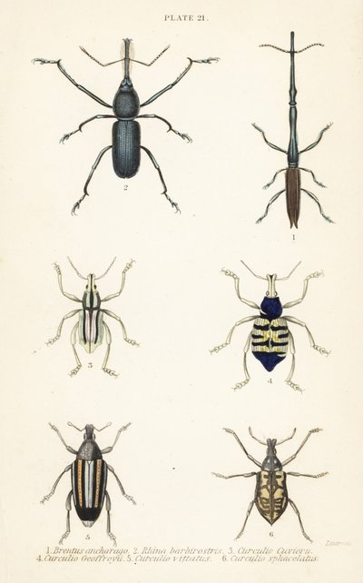 Weevils: Brentus ancharago 1, Rhina barbirostris 2, Curculio cuviera 3, Eupholus geoffroyi 4, Larinus bear 5 a Curculio sphacelatus 6 od English School