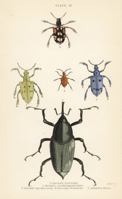 Nosatci a brouci: Curculio latreillii 1, Curculio sexdecempunctatus 2, Trichaptus mutillarius 3, Pissodes castaneus 4 a Calandra heros 5 od English School