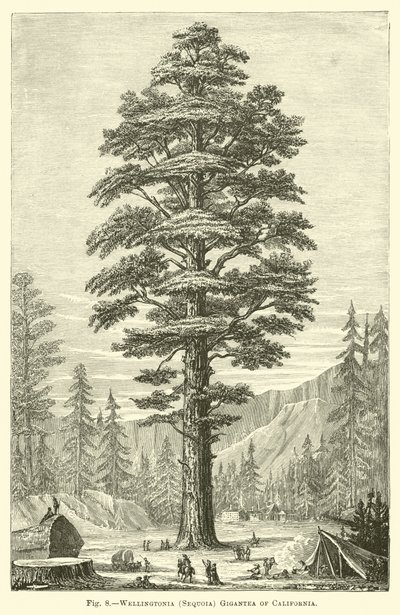 Wellingtonia (Sequoia) Gigantea z Kalifornie od English School