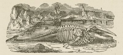 Skeleton velryby (rytina) od English School