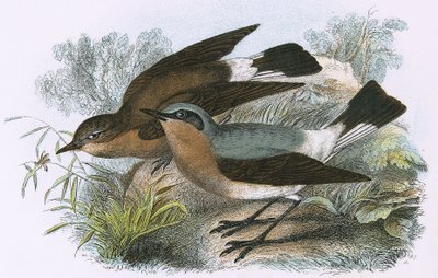 Wheatear od English School