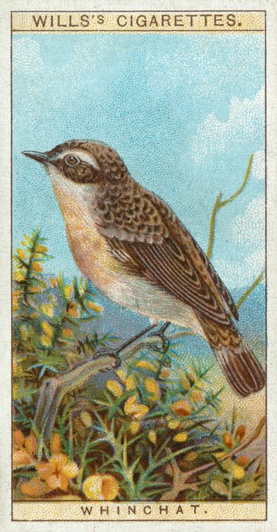 Whinchat od English School