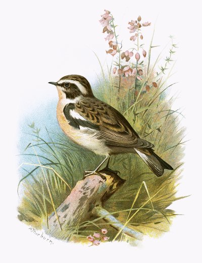 Whinchat od English School
